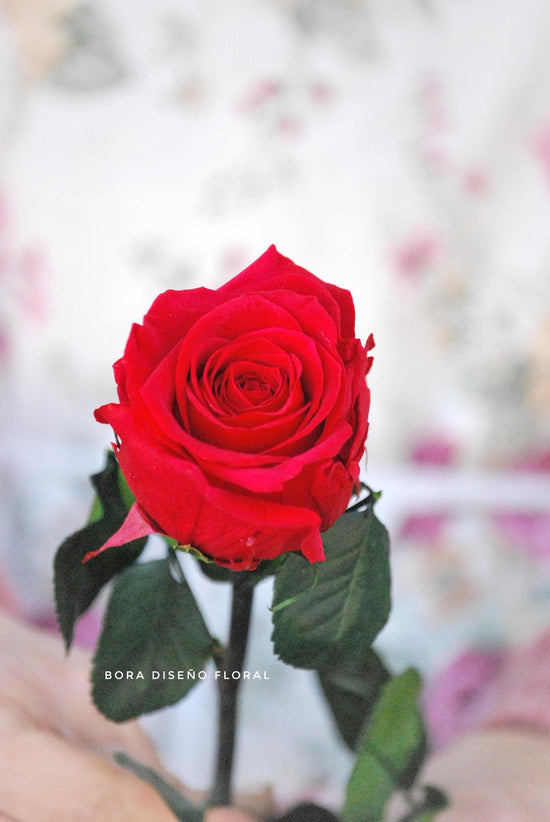 Rosa eterna roja "Pasión"