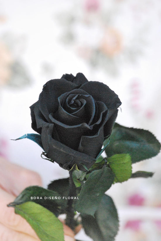Rosa eterna negra "Misterio"