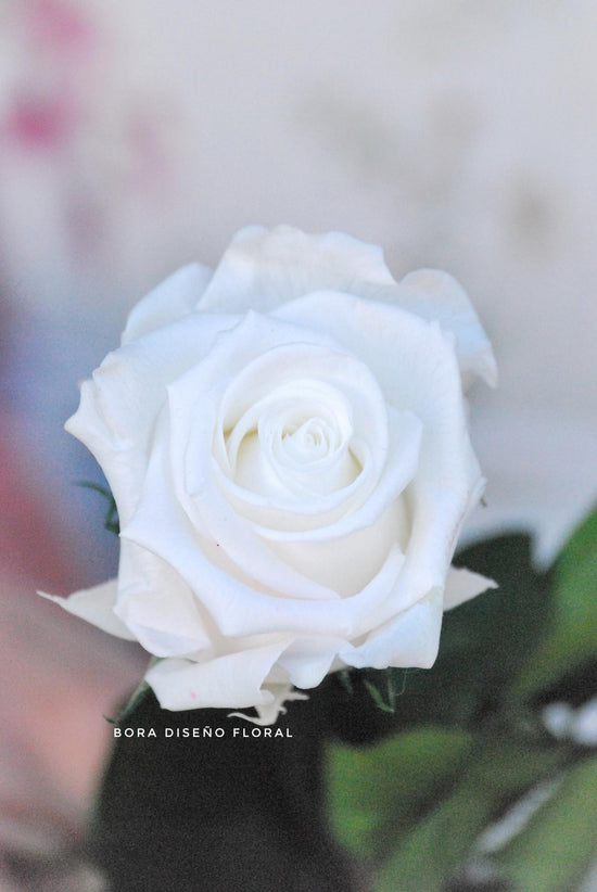 Rosa eterna blanca "Pureza"