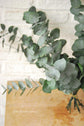 Eucalipto preservado verde "Fraga"