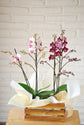 Centro de orquídeas "Adorable"