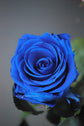 Rosa eterna azul "Amor platónico"